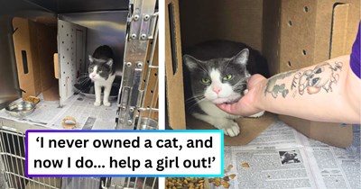After her dog passes away, a first-time cat owner asks the online feline family for cat-child advice, and the comments turn into an impawrtant beginner's guide