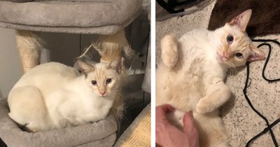 Curious man sees affectionate cat who's all too friendly to be a stray, he's quickly catnapped into being part of the fawmily