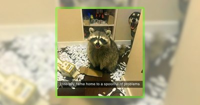 23 Wildlife Memes of 8 Animals Who Live Right By Human Society
