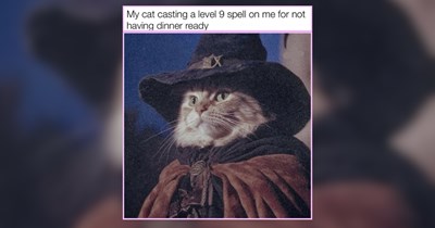 29 Meowgical Cat Memes Boosting Your Mood For Midweek Meowtivation