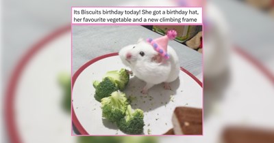 Happy-Go-Lucky Pet Memes to Gently Carry You to the Weekend 