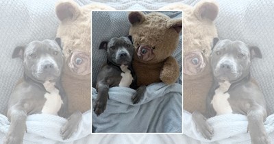21 Cuddle-Loving Doggos for Hoomans Who Could Really Use a Cozy Companion