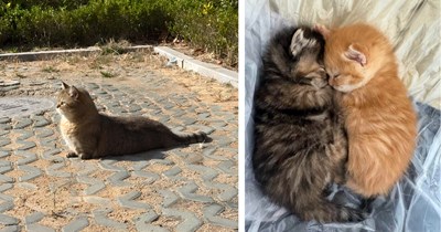 40 Heartwarming Friday Felines to Share a Sweet Meowment of Weekend Warmth With Your Favorite Cats