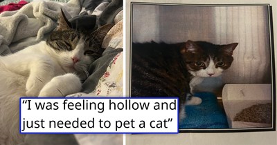 One day after losing their soul-cat, person goes to a shelter to pet some cute kitties, then ends up getting adopted by a sad cat who was surrendered by his owner and has been waiting for love for a long time