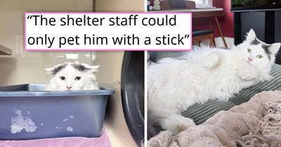'He decided he wanted to be loved': Person adopts the "most evil cat" in the shelter, despite staff encouraging otherwise, and although it takes time, finally, the feline lets him guard down enough to start purring and love his human and his dog
