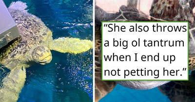 'One of our sea turtles keeps trying to get me to commit a felony': 100-year-old endangered sea turtle wants to get shell scritches from one specific caretaker who's not allowed to touch her, throwing a tantrum every time she doesn't