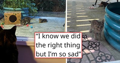 'Don't tell my HOA!': Mom cat, dad cat and their 4 kittens show up on woman's porch, she falls in love but does the right thing, getting mom and the babies TNR'd, letting the kittens get adopted in pairs, and feeding the still-stray father in secret 