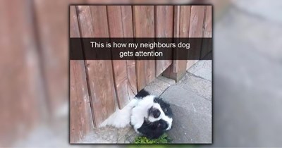 A Heartwarming Heatwave in the Form of 30 Wholesome Dog Memes (July 20, 2026)