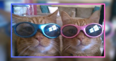 25 Looksmaxxing Cats Serving Peak Feline Beauty