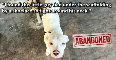 Pit Bull puppy dumped by pilates studio rescued by dog lover who immediately fell in love, but soon discovered deep trauma they’d have to overcome together: ‘We do a lot of training and have so much fun, he is truly my little bestie and my baby.’