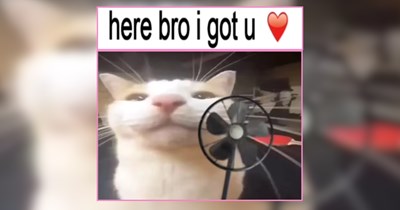 20 Grateful Cats Reminding Us to Appreciate the Little Things