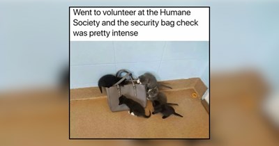 28 Overqualified Feline Security Guards Keeping Their Favorite Humans Safe From Squirrels, Moths, and the Mailman