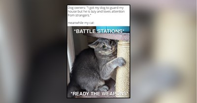 28 Overqualified Feline Security Guards Keeping Their Favorite Humans Safe From Squirrels, Moths, and the Mailman