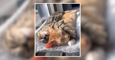 23 Sweet Snuggly Cats to Soften your Day (July 20, 2026)