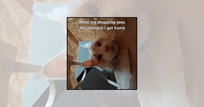 'POV you're a grocery bag': 21 Curious cats inspecting shopping bags, cardboard boxes, and every new delivery that enters the house