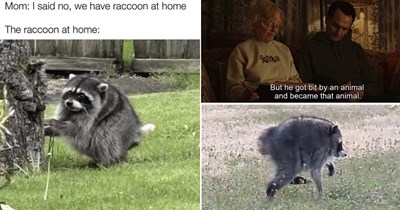 25+ Memes Celebrating Jimothy the Raccoon