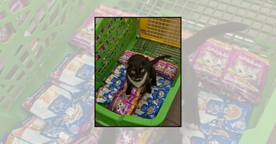27 Supermarket Cats Patrolling Grocery Shelves and Keeping a Watchful Eye on Every Shopping Cart