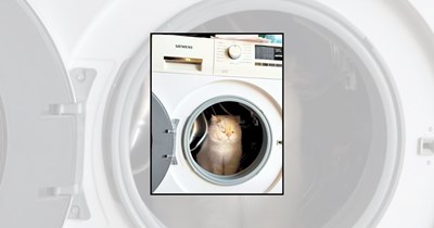 'Wash Day? You Mean Nap Day': 23 Cats Doing Laundry by Inspecting Washing Machines, Occupying Baskets, and Napping on Freshly Folded Clothes