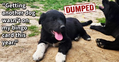 2 dumped Pyr puppies rescued and given loving homes by Texan retiree who has heart set on finding the dumper and avenging the pups’ sister who didn’t make it, says: ‘I have a bead on who dumped them. I will be having a talk with them.’