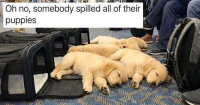30 Heartwarming Dog Memes fur a Howlsome Helping of Vitamin Doggo