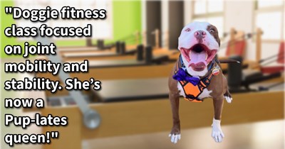 20 Ways to Pamper Your Pup and Give Them the Luxurious Life a Doggo Deserves