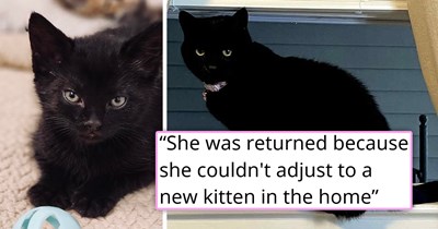 After 13 years of being a loyal cat, senior kitty gets returned to the shelter she grew up in because she couldn't get along with the new adopted kitten, now the internet is banding together to find her a true forever home