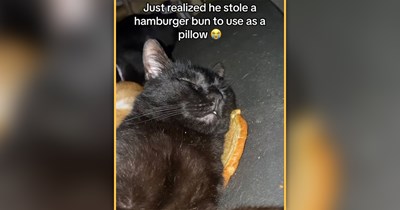 25 Smiley Cat Memes Reminding You to Appreciate Life’s Little Meowments