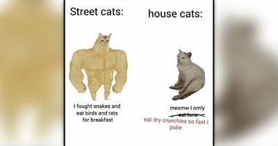 25 Purrfect Feel-Good Cat Memes to Slow Down and Smile