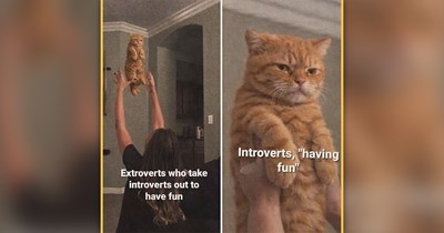 23 Wholesome Cat Memes to Soothe Your Soul One Purr at a Time