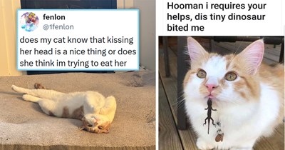 Your Weekly Meowgazine: 20 I Can Has Meowments for a Cozy Caturday of Whimsey and Wholesomeness (July 25, 2026)