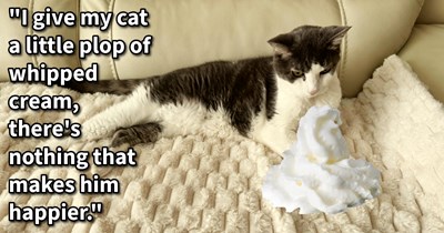 11 Secrets to Sweeten the Sunset Years of Your Senior Cat Kid