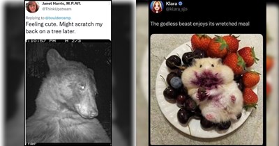 23 Best Feel-Good Animal Memes and Tweets of the Week (July 23, 2026)