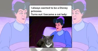 'Your Crazy Cat Lady Starter Kit Has Arrived': 21 Purrfect Cat Memes Every Cat Lady Neighbor Will Appreciate
