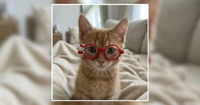 23 Sweet Spectacled Kitties Looking Extra Purrfessional Today