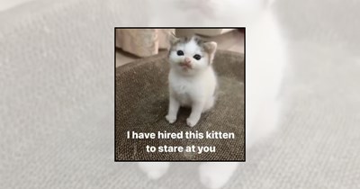 Your Weekly Delivery of 27 Soft and Silly Kitten Memes for a Midweek Mood Boost (July 22, 2026)