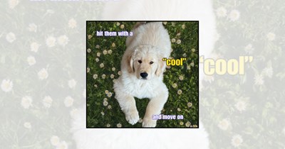 27 Golden Retriever Life Coaches Delivering Motivational Memes With Floppy Ears and Questionable Expertise