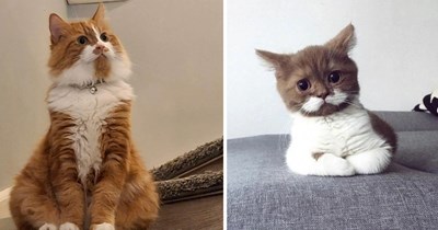 30 Meownigficent Mustached Cats Serving a Healthy Dose of Dapper Delight