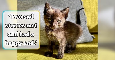 'Best birthday present ever': Fresh off a breakup, guy decides to rescue his own birthday by treating himself to dinner, then finds a tiny tortoiseshell kitten who needs rescuing first