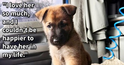 Abandoned Belgian Malinois puppy found by truck driver who rejected police’s call for shelter rescue, saving the pup himself, giving her a loving mobile home, says: ‘I’m so happy that she rescued me, just like my other dog rescued me six years ago.’