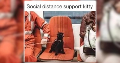 25 Feline-Filled Funny Memes for a Moment of Pawdorable Peace (July 22, 2026)
