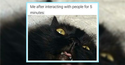 29 Meowlarious Cat Memes to Take Your Mind Off the Midsummer Heat