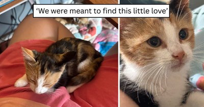 Family turns around for a forgotten phone, then spots a roadside kitten who changes the drive home