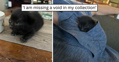 Allergic dad finds an illegally smol void kitten in the middle of the street, but saying goodbye may be the hardest part 