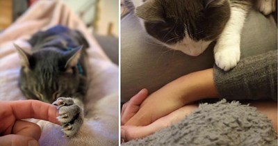 28 Comforting Cats Proving Tiny Paw Hugs Are the Best Kind of Pick-Me-Up