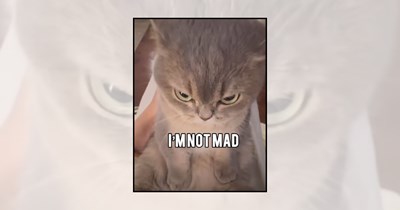 25 Angry Cats Proving Tiny Feline Fury Can Still Be Completely Adorable