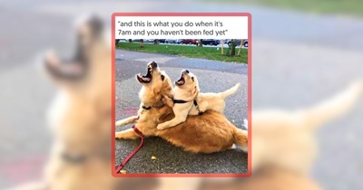 29 Wholesome Dog Memes to Spend a Weekend With Happy Hounds