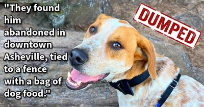 Dumped pupper found alongside food bag rescued by original owner who couldn’t keep dog but found it a loving furever home with lots of land to explore, says: ‘He loves to give cuddles and kisses and is very attached to his person, which has become me.’