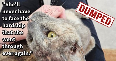 Senior cat found wandering in distress around apartment block rescued by cat mom who was ghosted by kitty’s original owner, but found the feline a purrfect furever home, says: ‘She's going to live out her golden years spoiled and showered in love’