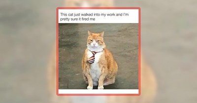 26 Feline Funnies of Meowing Memes for Your Cat-Loving Soul
