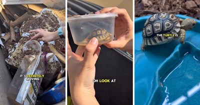 Arizona pet store throws away living tortoise for no reason, a couple finds him in the dumpster, rescues and adopts him: ‘We are taking legal actions’